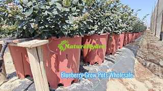 Blaubeer-Anzuchttopf